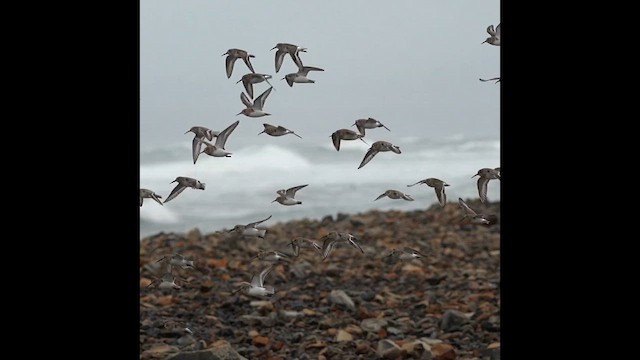 Dunlin - ML646565509
