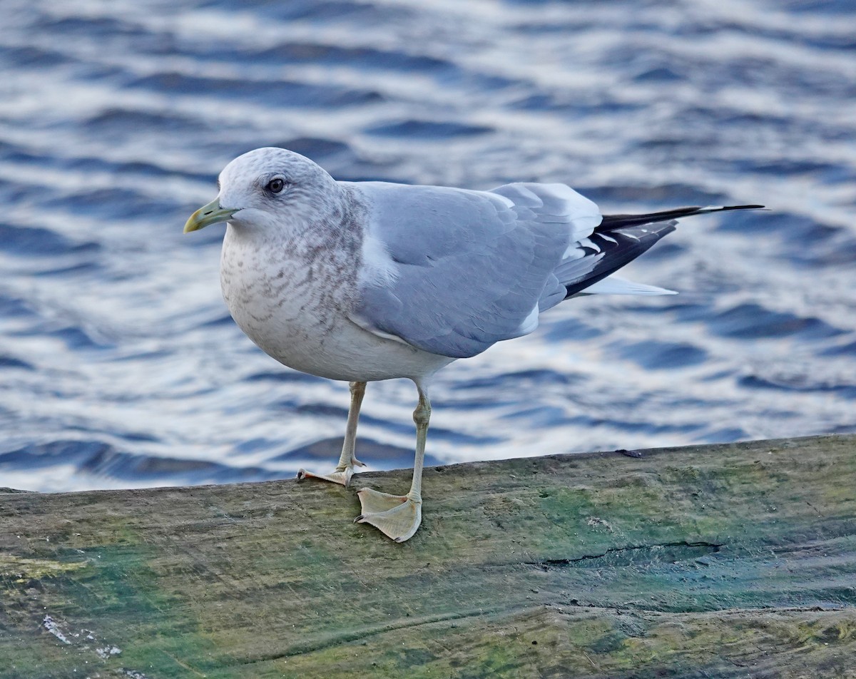 Short-billed Gull - ML646565510