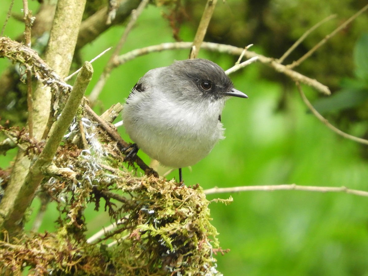 Torrent Tyrannulet - ML646565511