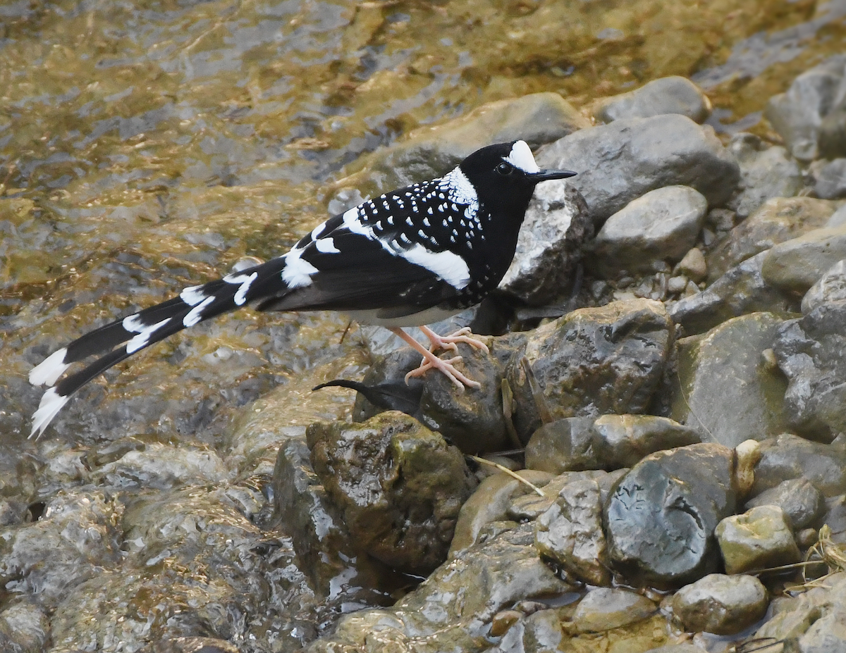 Spotted Forktail - ML646565513
