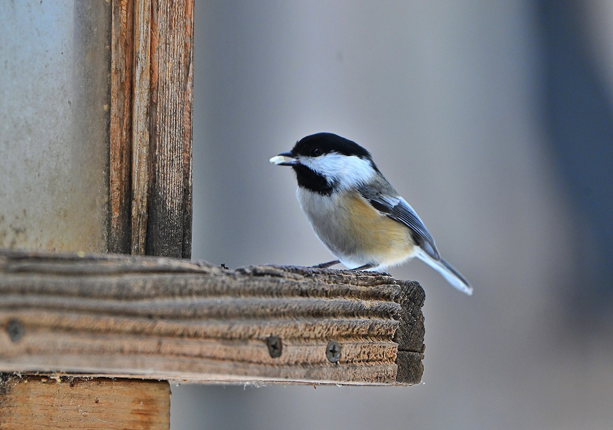 Black-capped Chickadee - ML646565514