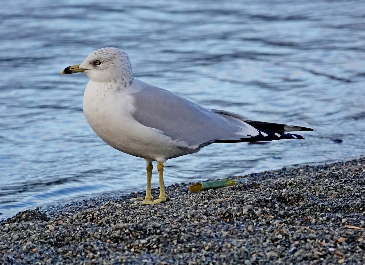 Ring-billed Gull - ML646565515