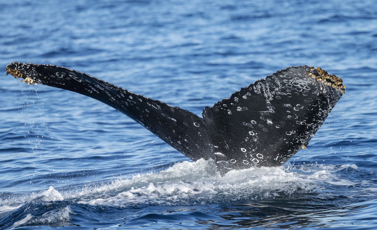 Humpback Whale - ML646565516
