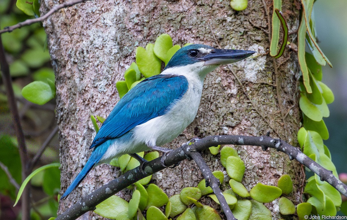 Collared Kingfisher - ML646565517