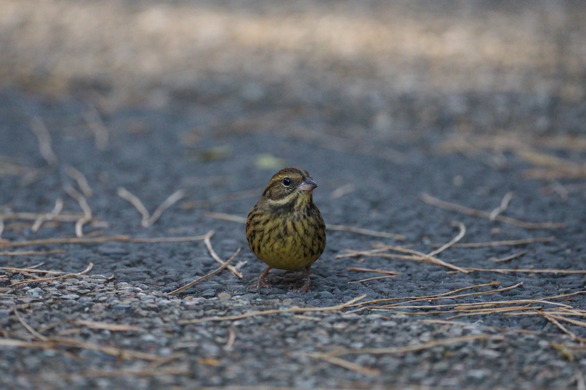 Вівсянка маскова - ML646565518
