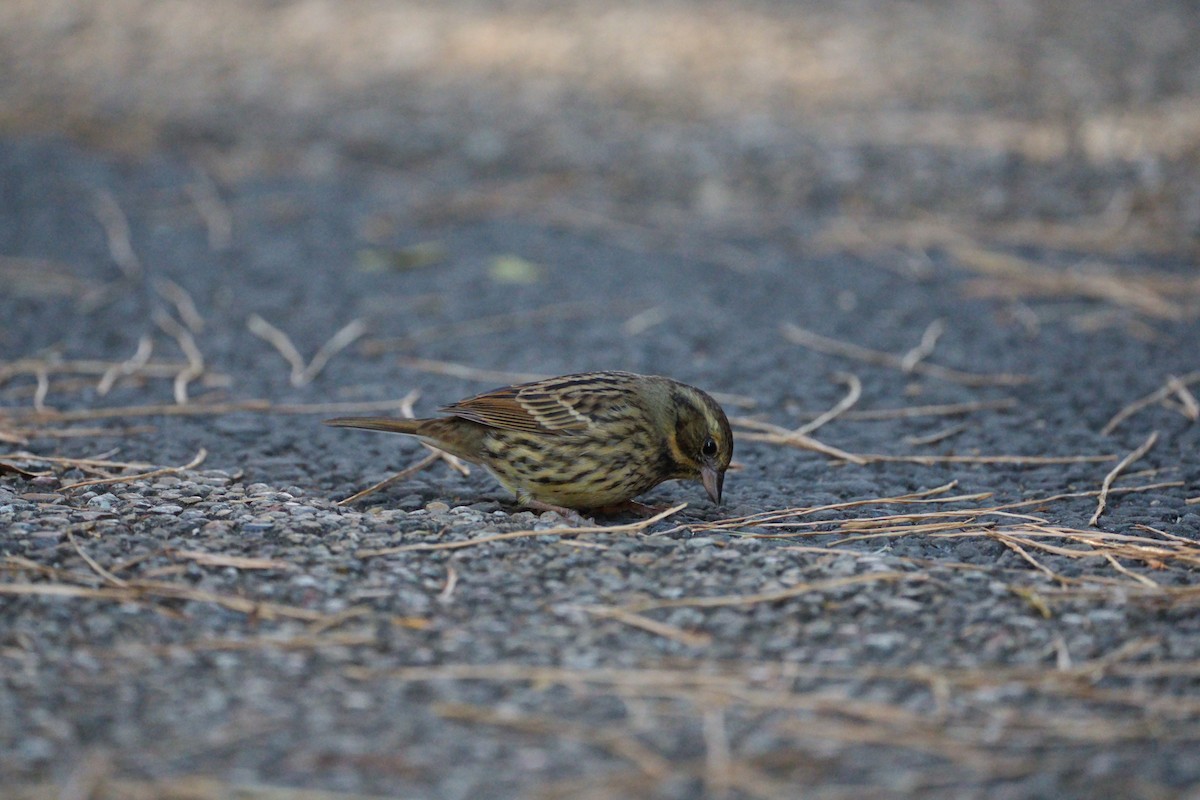 Вівсянка маскова - ML646565519