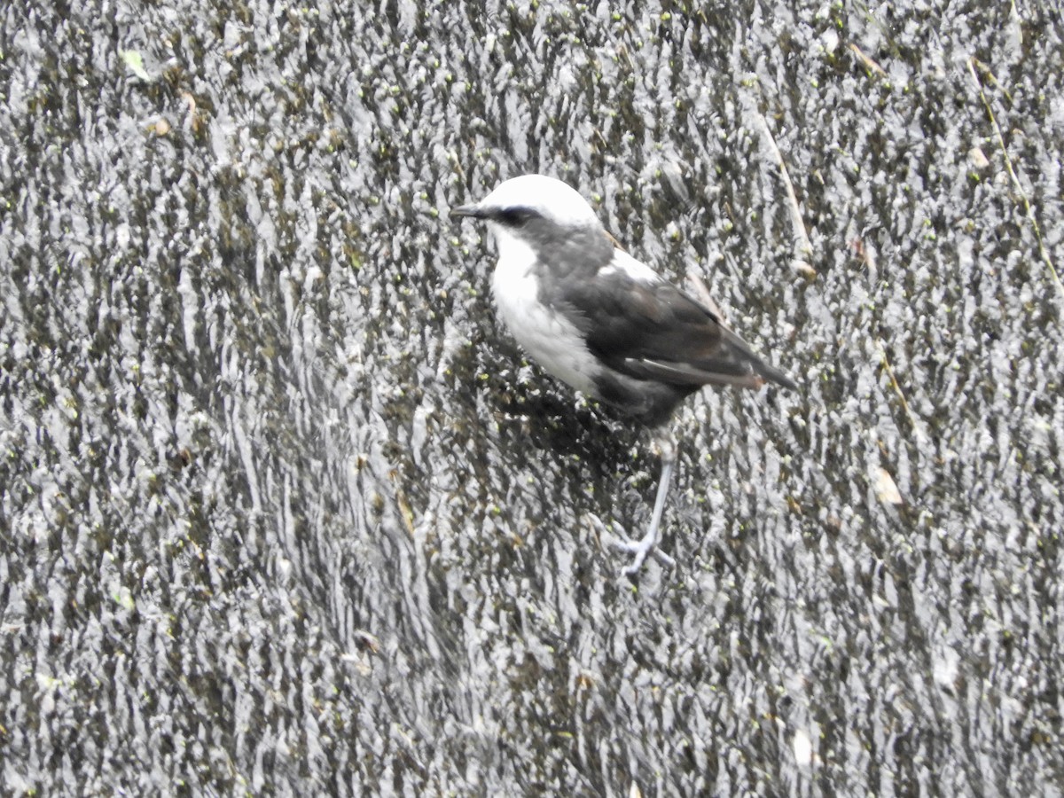 White-capped Dipper (White-bellied) - ML646565522