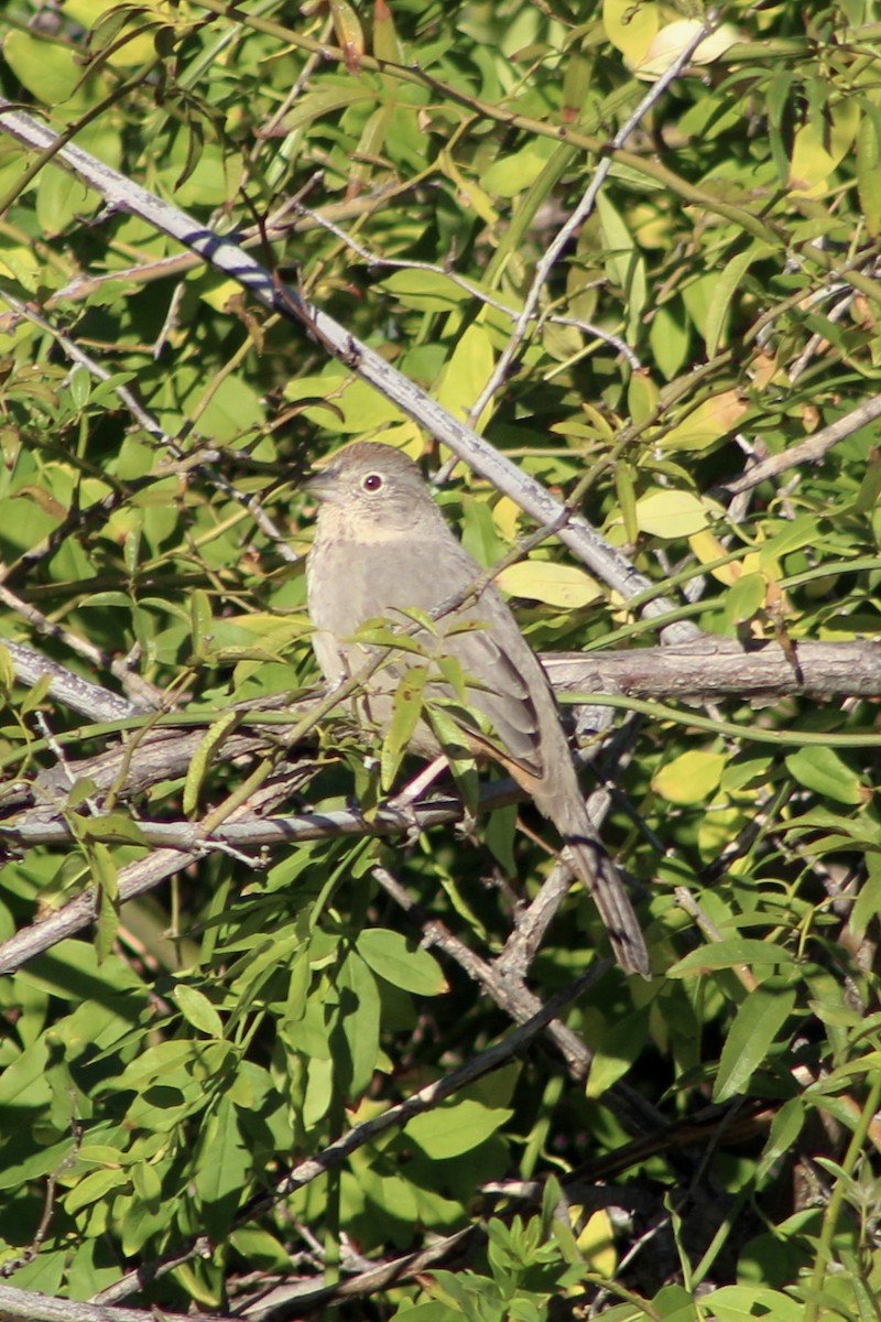 Canyon Towhee - ML646565527