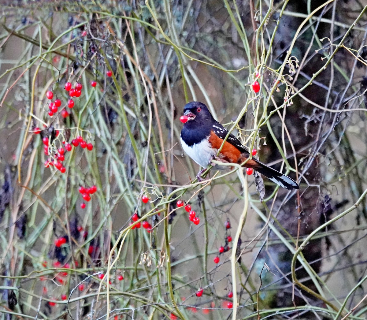 Spotted Towhee - ML646565530