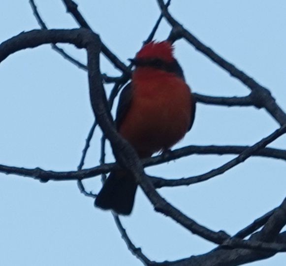 Vermilion Flycatcher - ML646565533