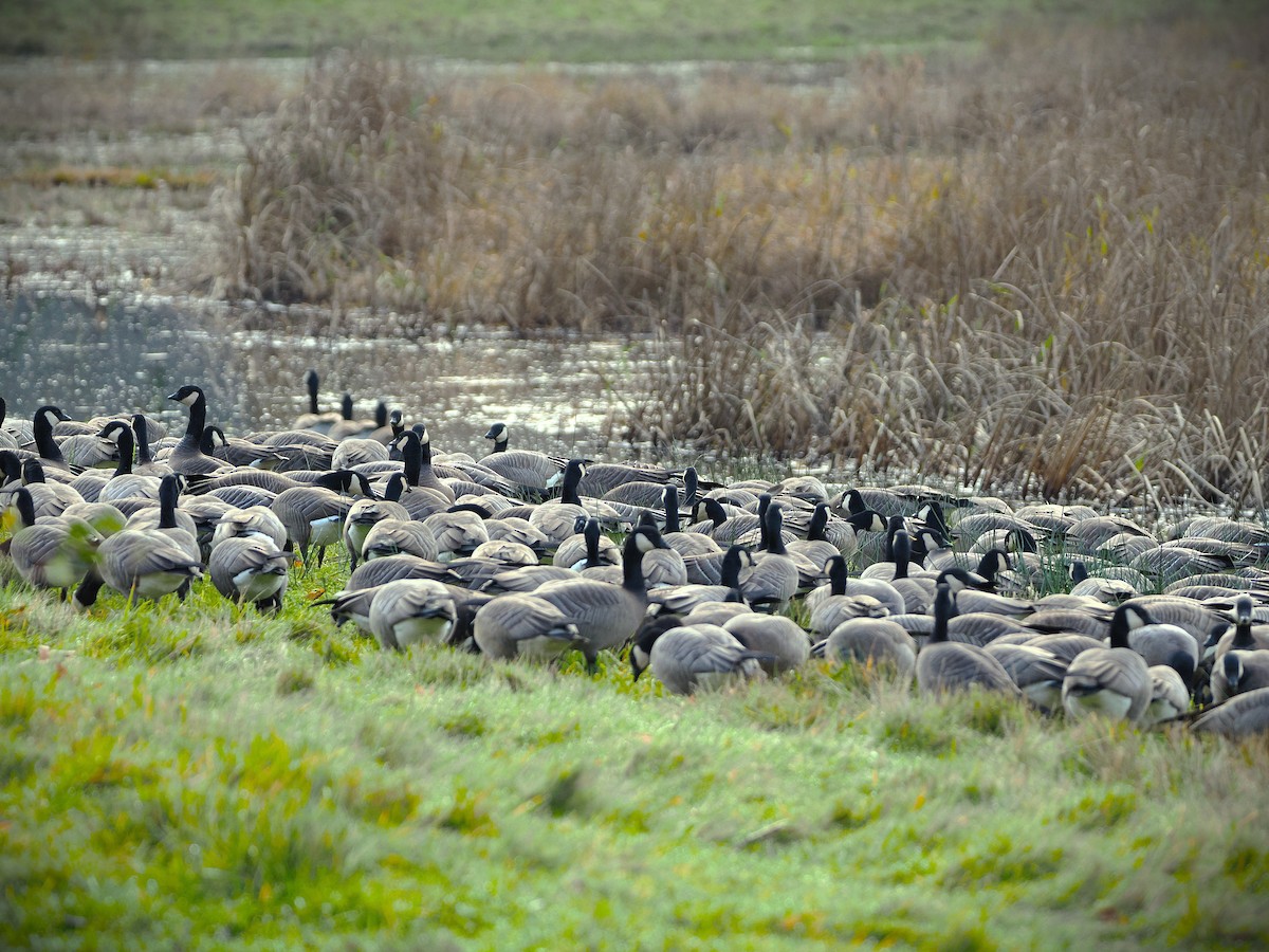 berneška malá - ML646565538
