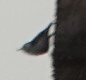 White-breasted Nuthatch (Pacific) - ML646565540