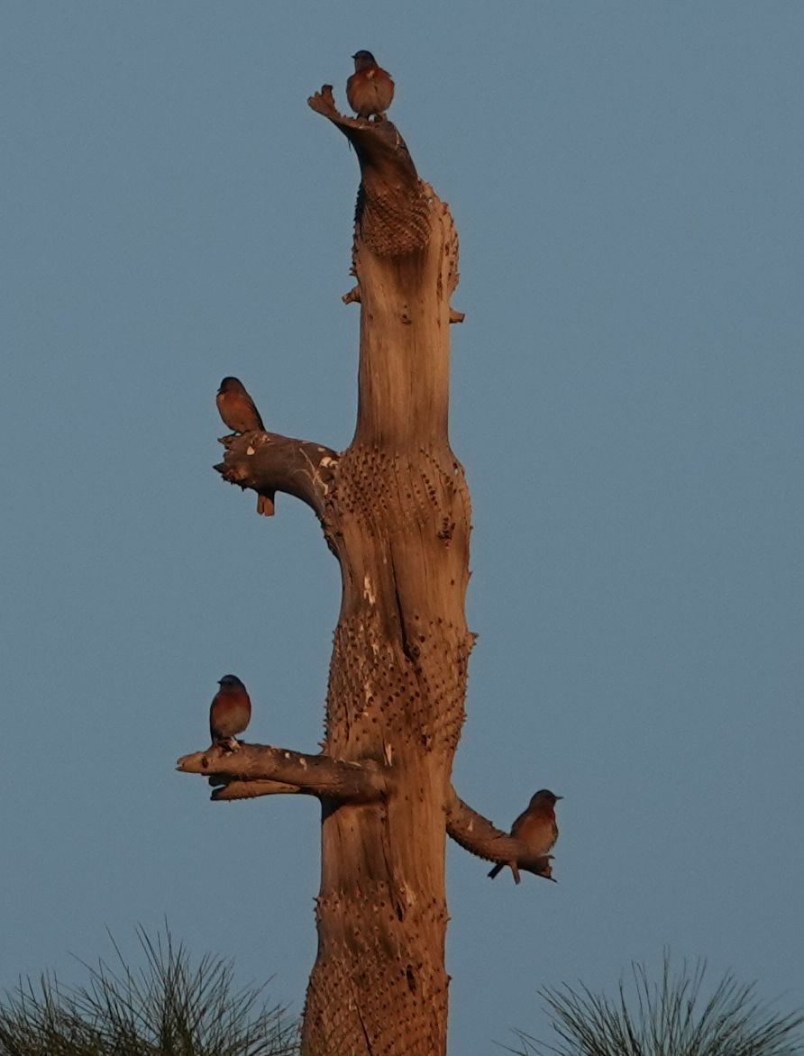 vestblåfugl - ML646565548