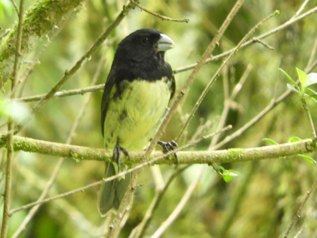 Yellow-bellied Seedeater - ML646565560