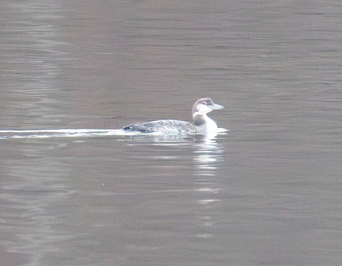 Common Loon - ML646565565