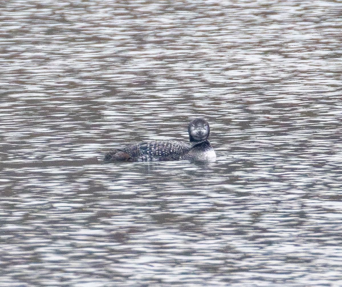 Common Loon - ML646565566