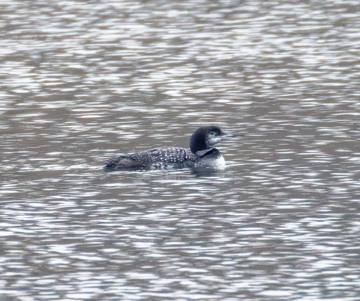 Common Loon - ML646565567