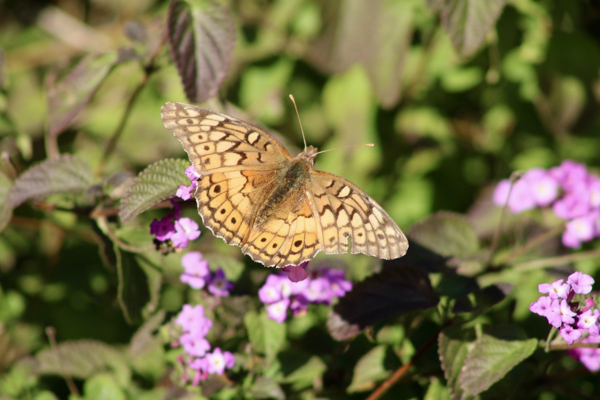 Variegated Fritillary - ML646565568