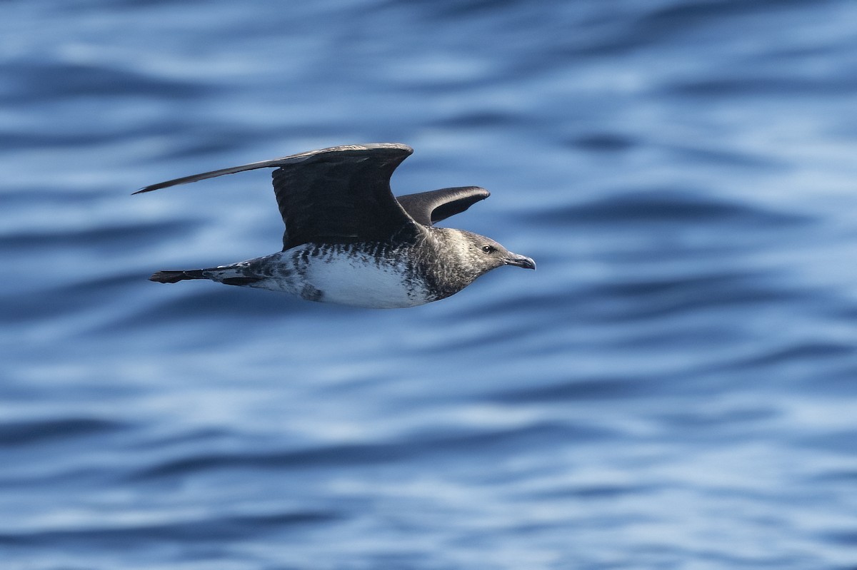 Págalo Pomarino - ML646565574