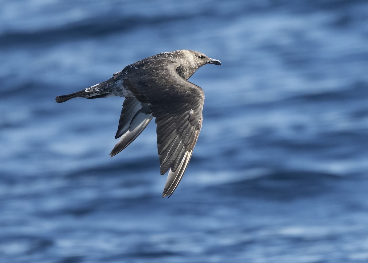 Págalo Pomarino - ML646565575