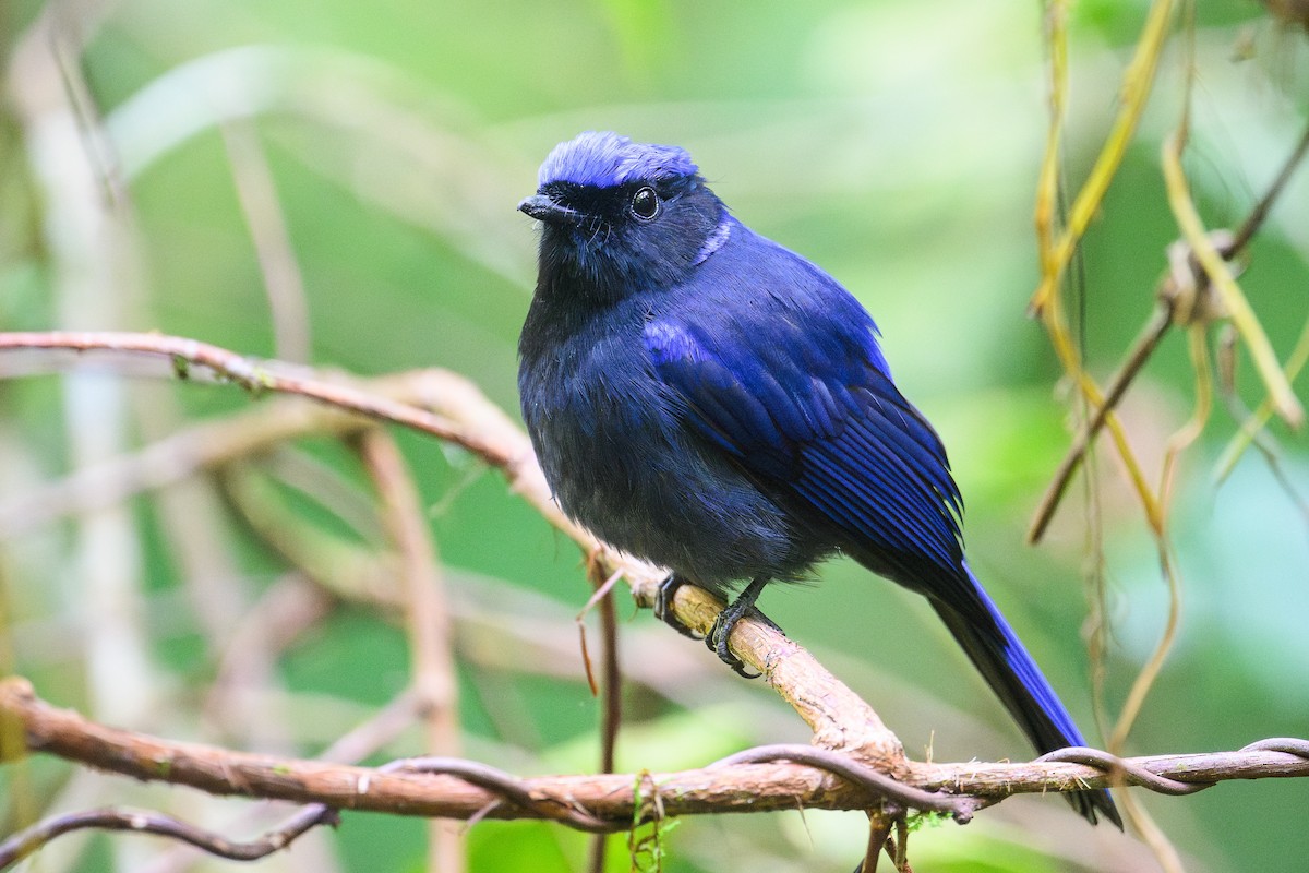 Large Niltava - ML646565590