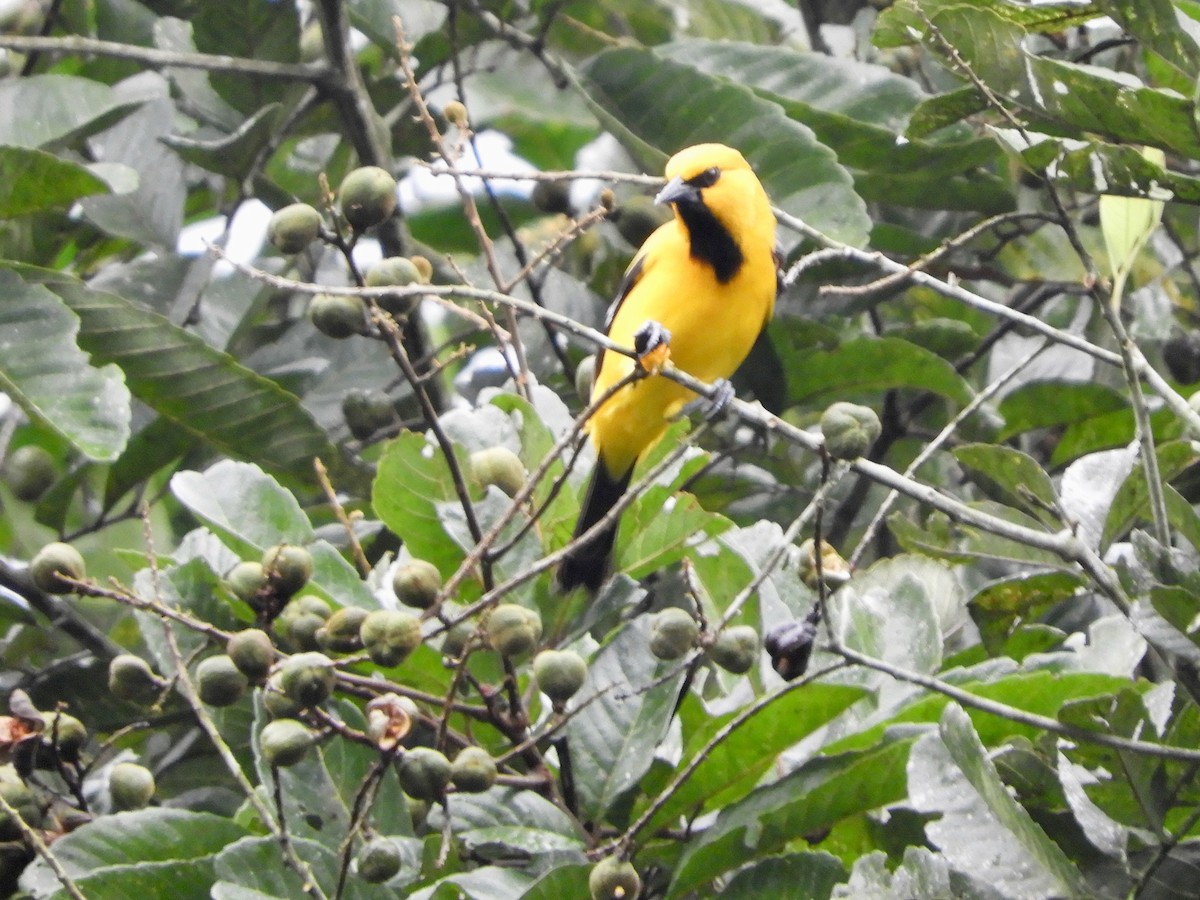 Yellow Oriole - ML646565595