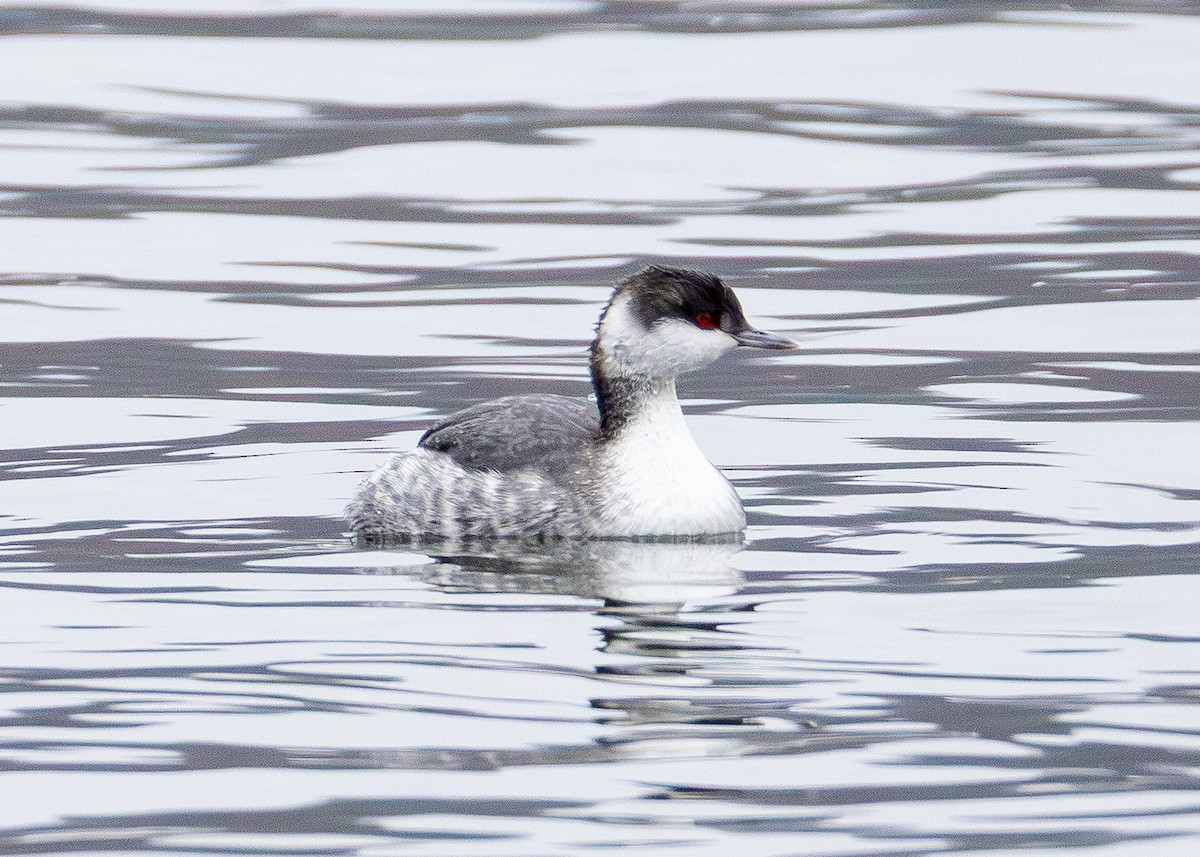 טבלן לבן-לחיים - ML646565596
