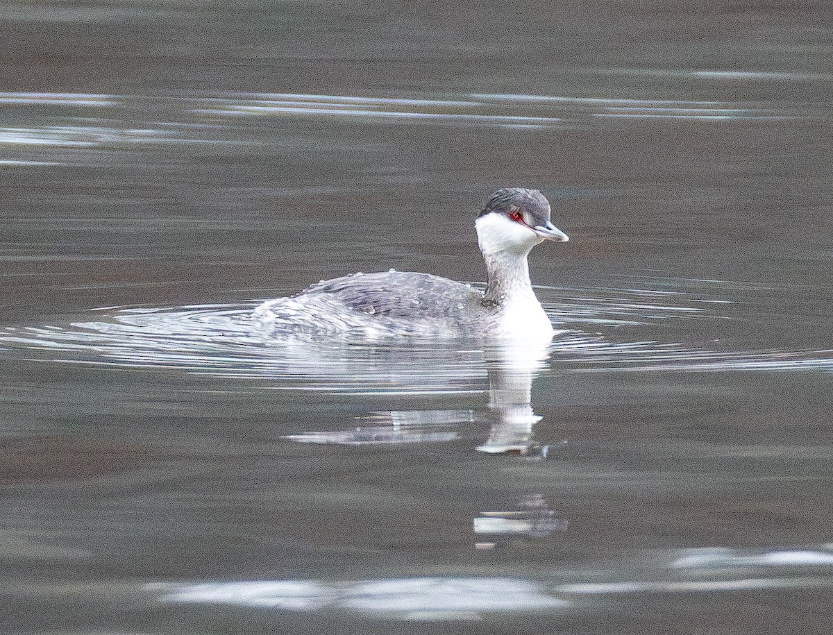 טבלן לבן-לחיים - ML646565597