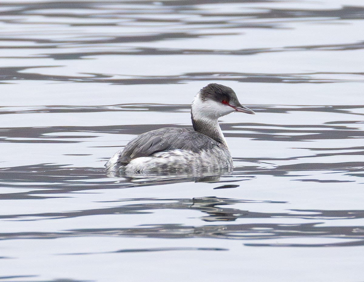 טבלן לבן-לחיים - ML646565598