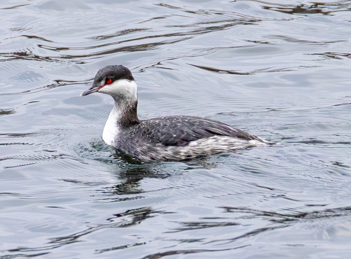 טבלן לבן-לחיים - ML646565599