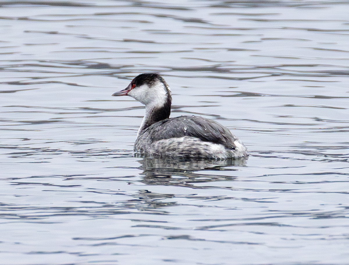 טבלן לבן-לחיים - ML646565600