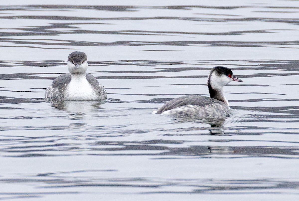 טבלן לבן-לחיים - ML646565601