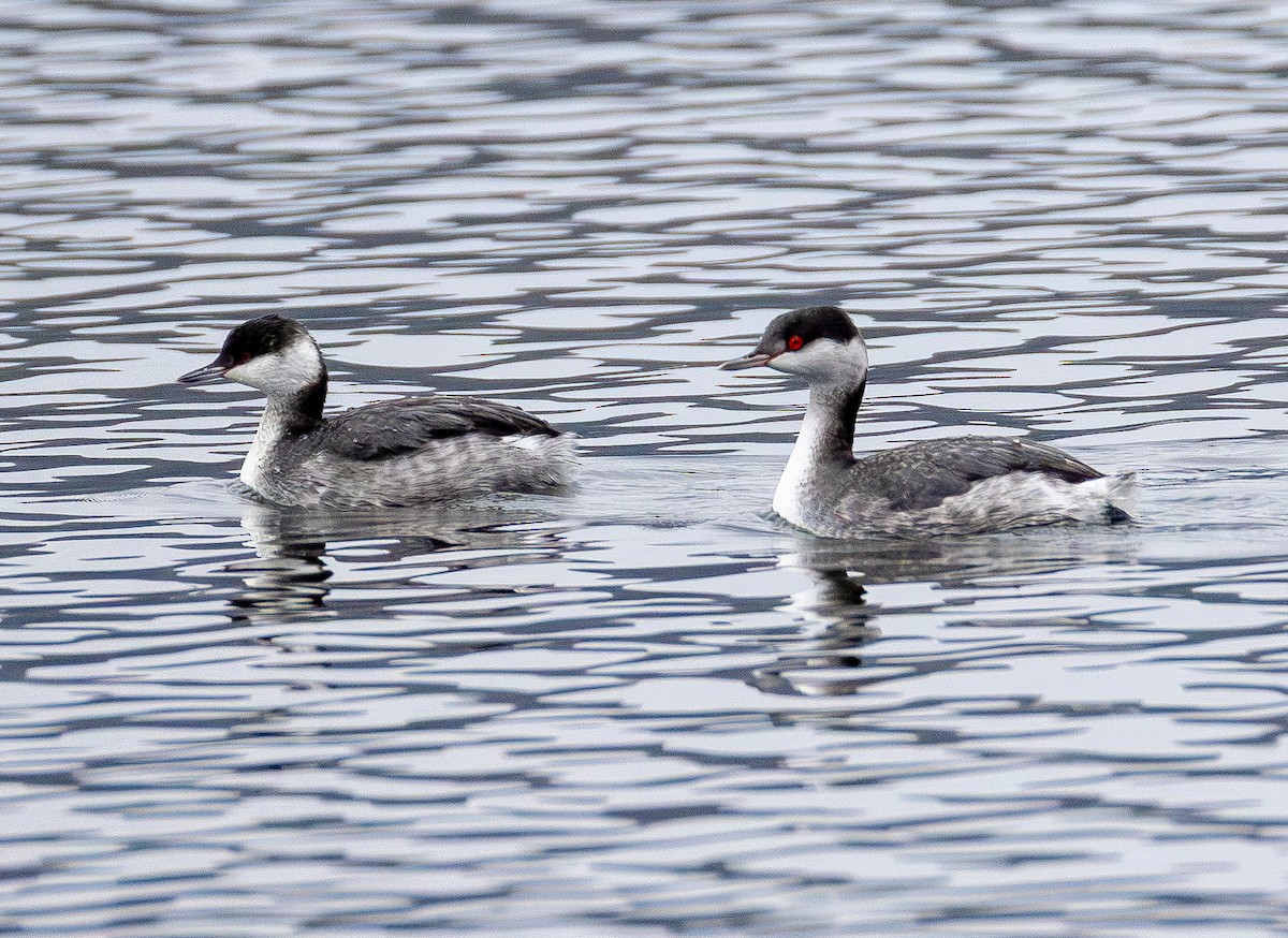 טבלן לבן-לחיים - ML646565602
