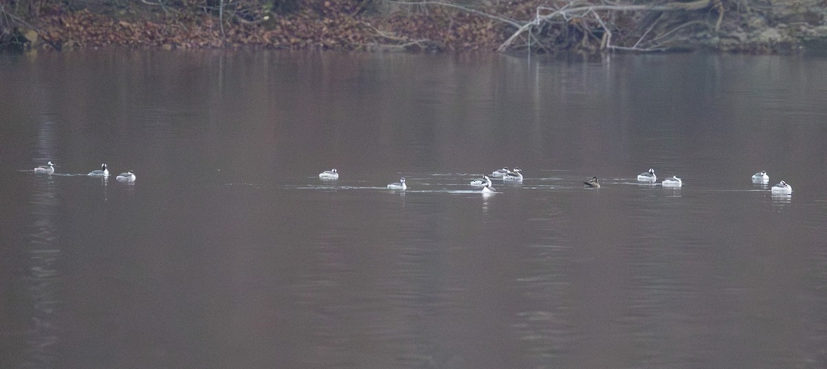 טבלן לבן-לחיים - ML646565603