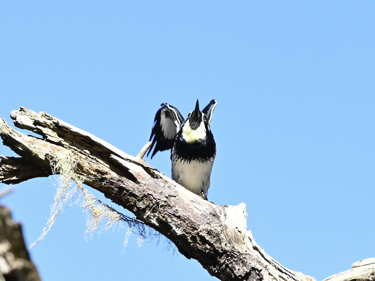 Acorn Woodpecker - ML646565607