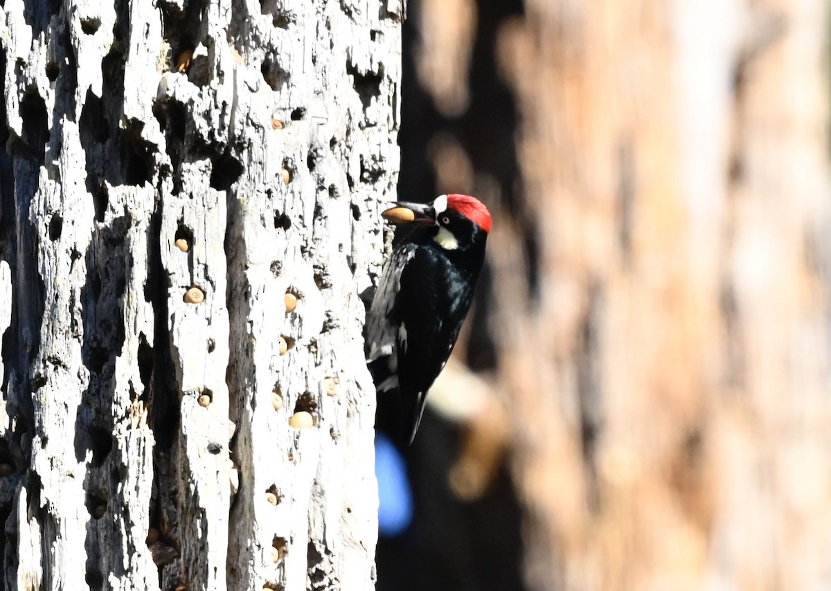 Acorn Woodpecker - ML646565608