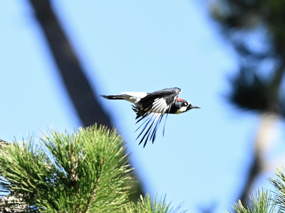 Acorn Woodpecker - ML646565609