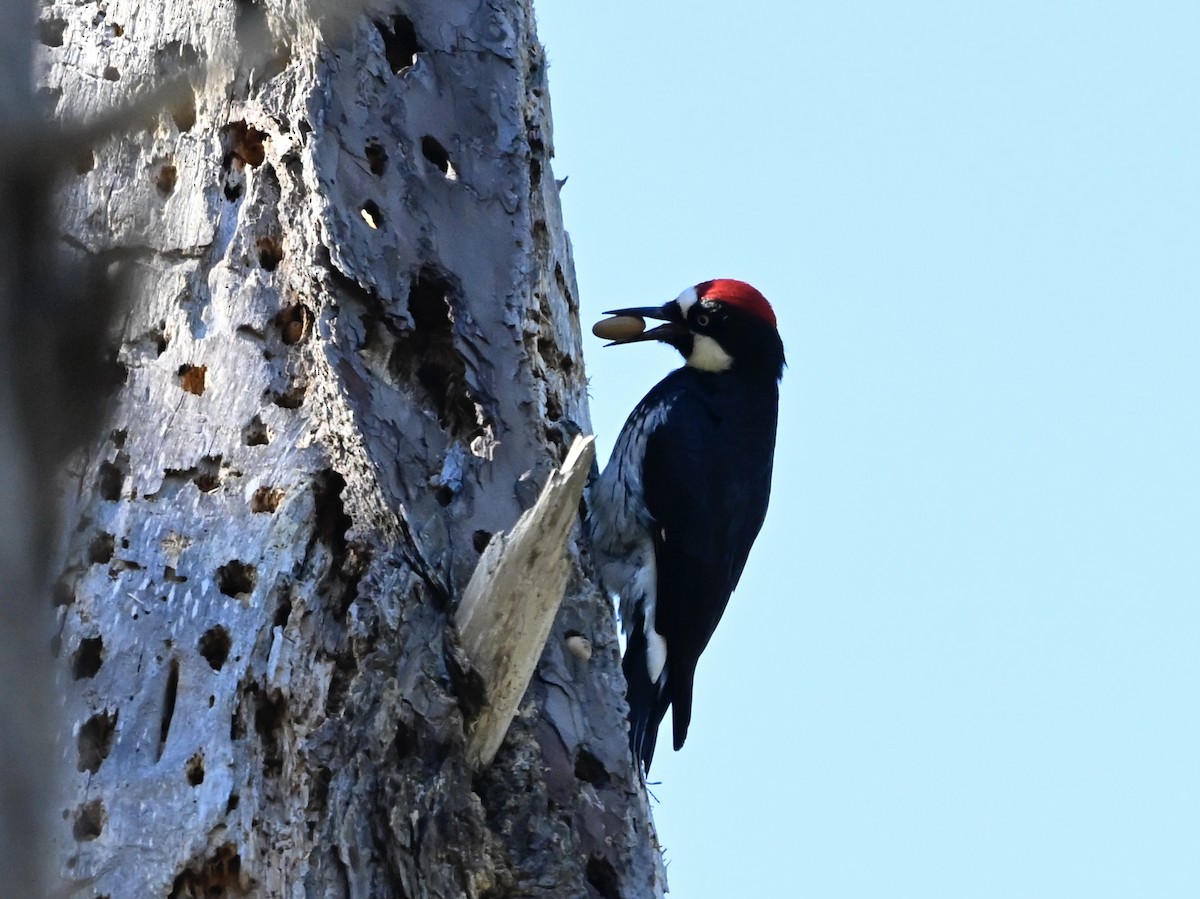 Acorn Woodpecker - ML646565610