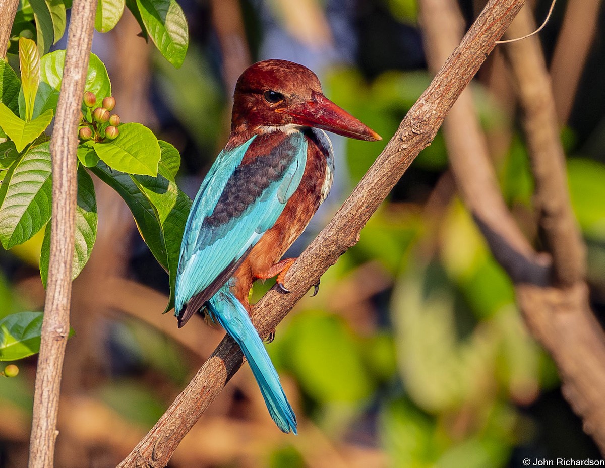 White-throated Kingfisher - ML646565612