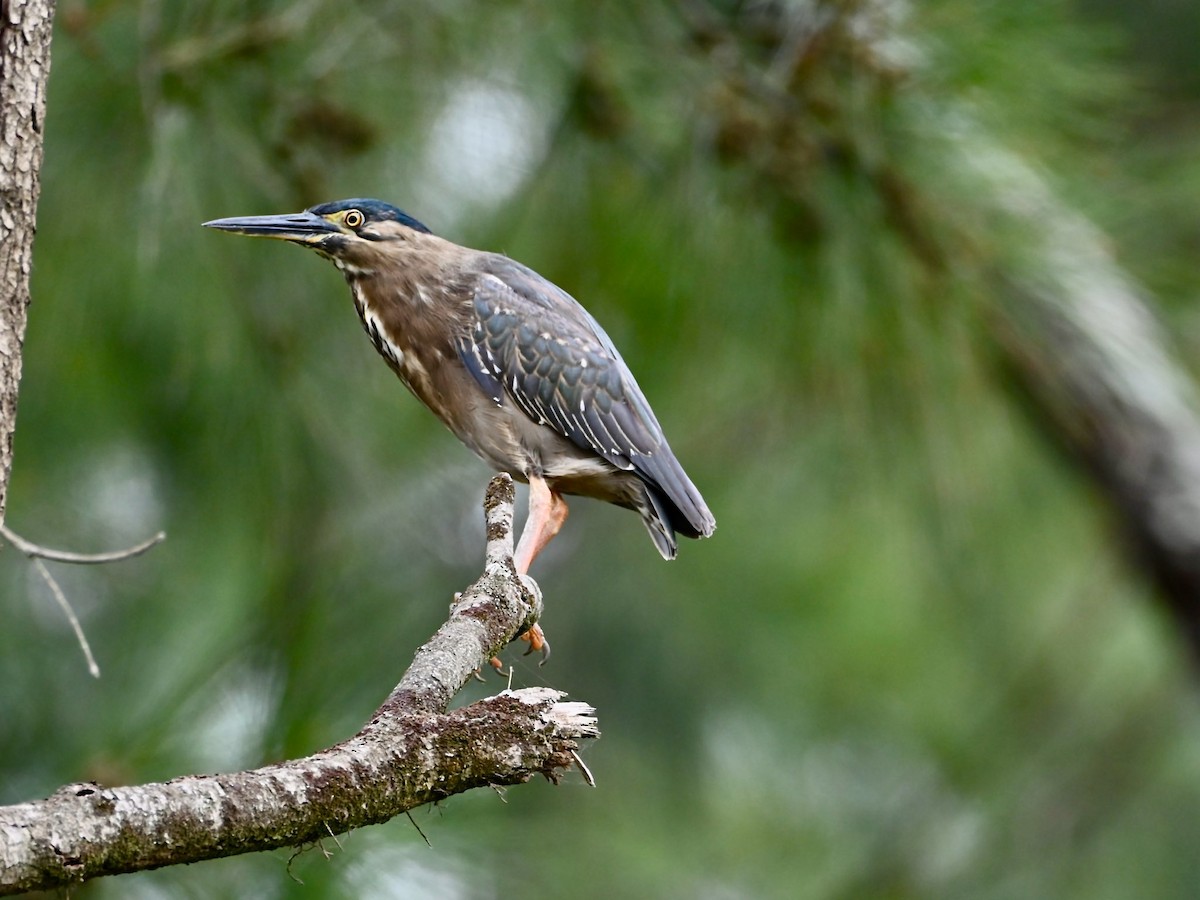 Little Heron - ML646565613