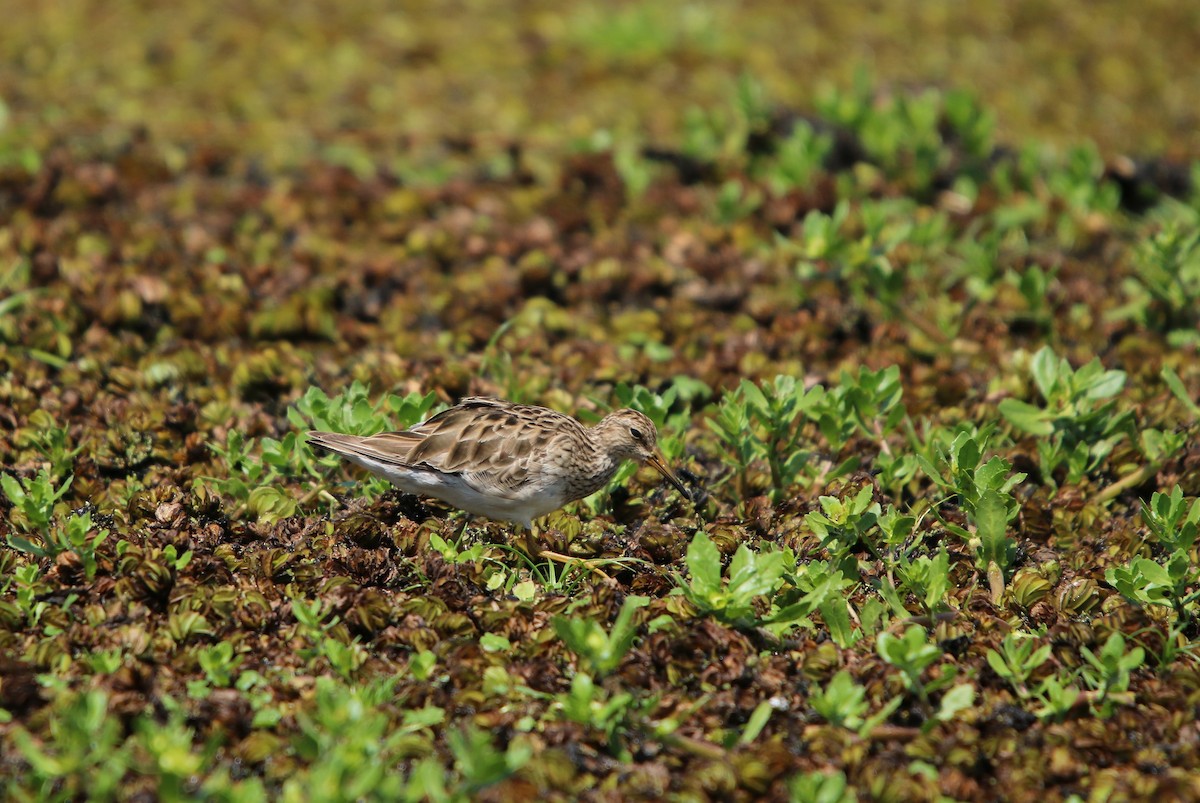 Орог элсэг - ML646565614