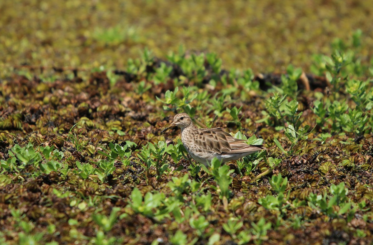 Орог элсэг - ML646565615