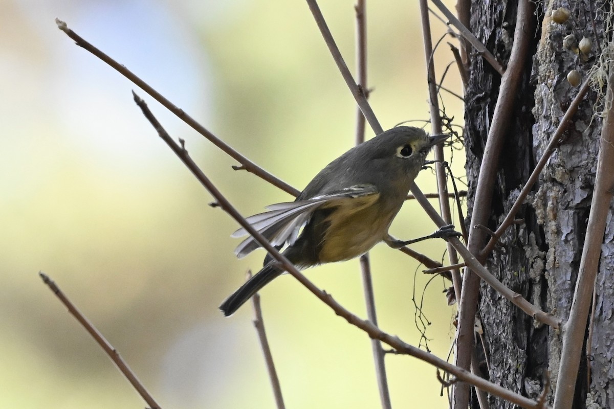 Hutton's Vireo - ML646565616