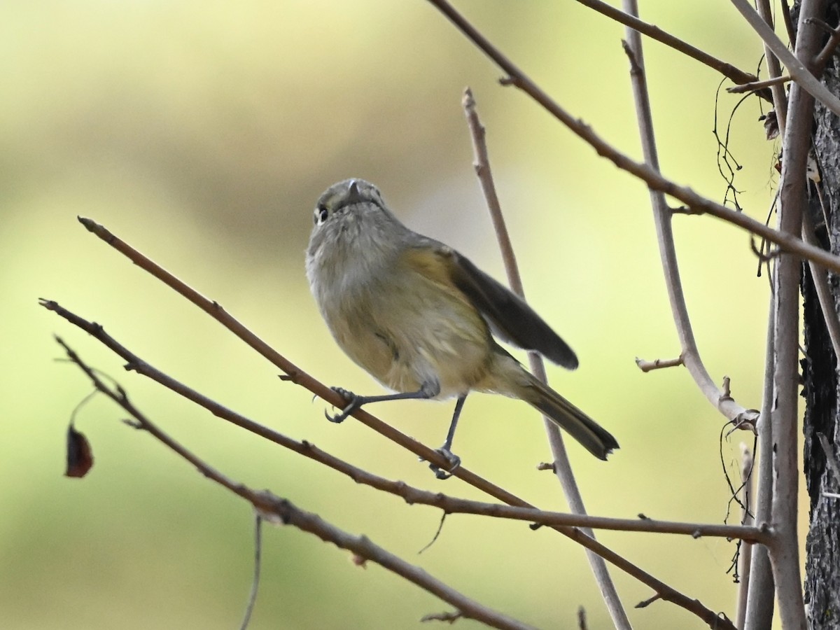 Hutton's Vireo - ML646565617