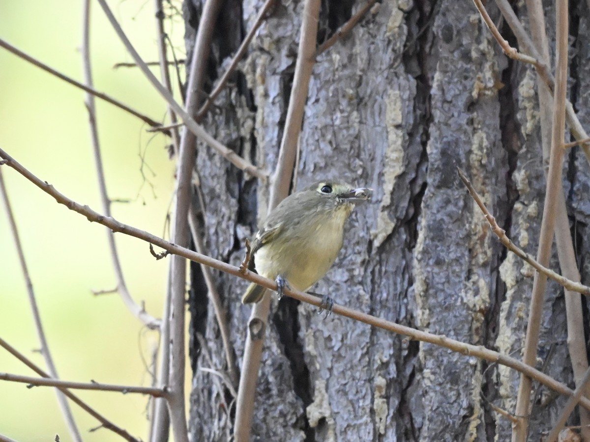 Hutton's Vireo - ML646565618