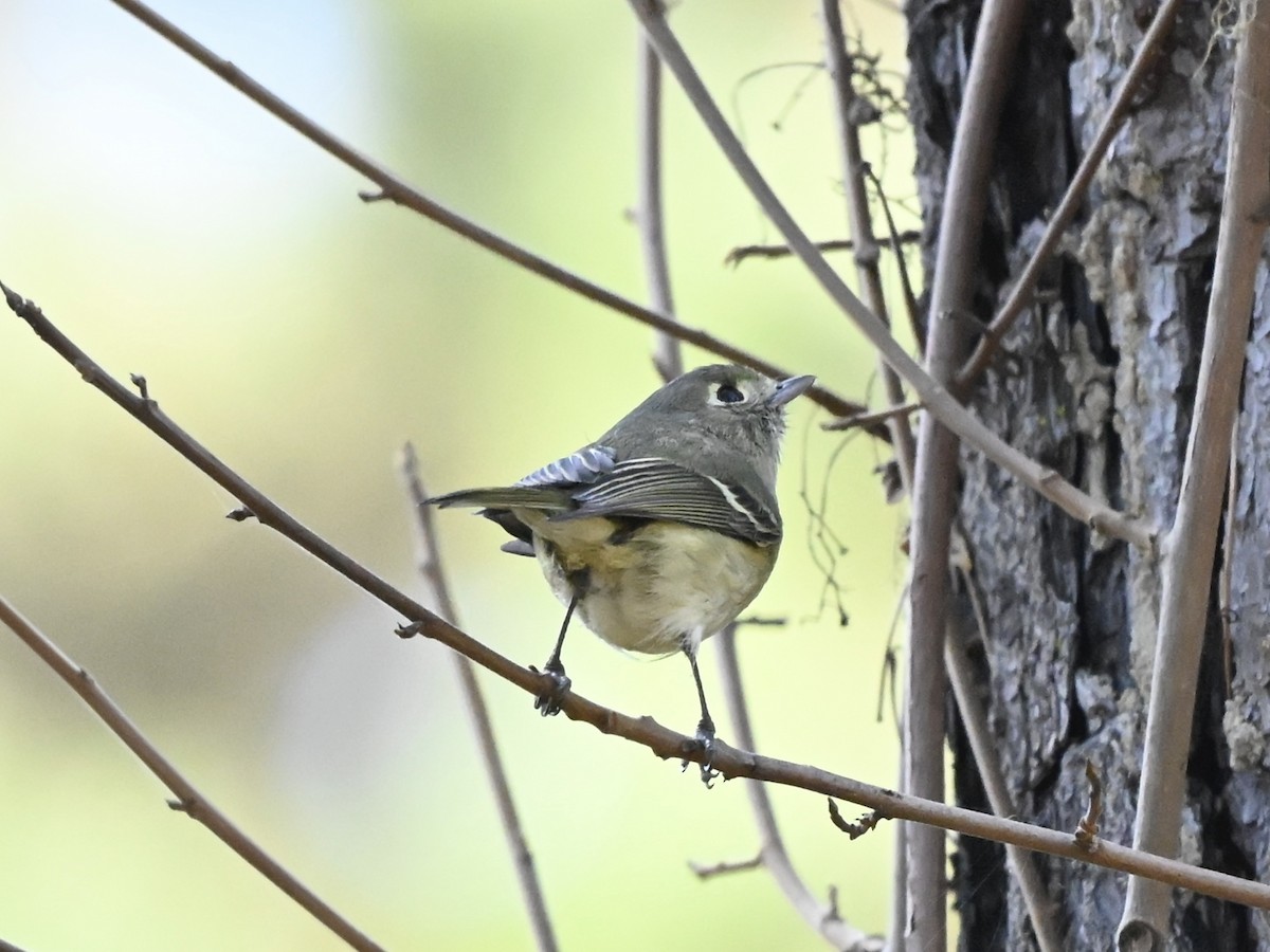 Hutton's Vireo - ML646565619
