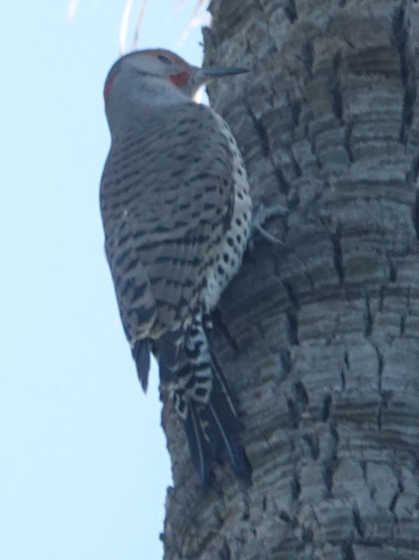 Northern Flicker (Yellow-shafted x Red-shafted) - ML646565620