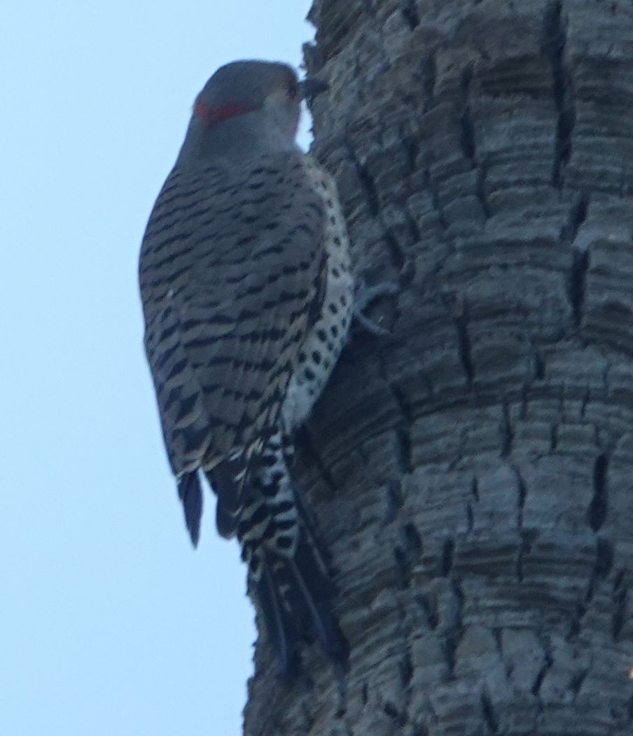 Northern Flicker (Yellow-shafted x Red-shafted) - ML646565623