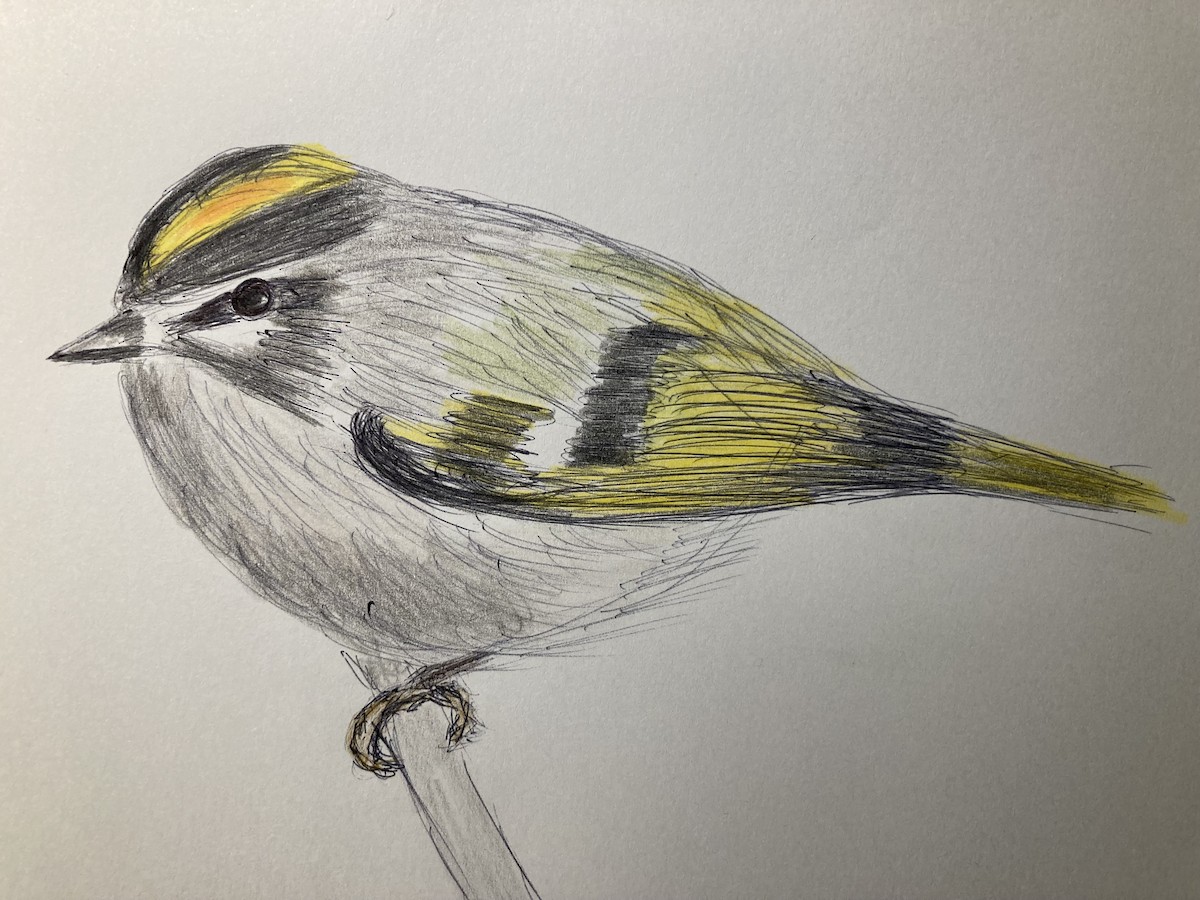 Golden-crowned Kinglet - ML646565624