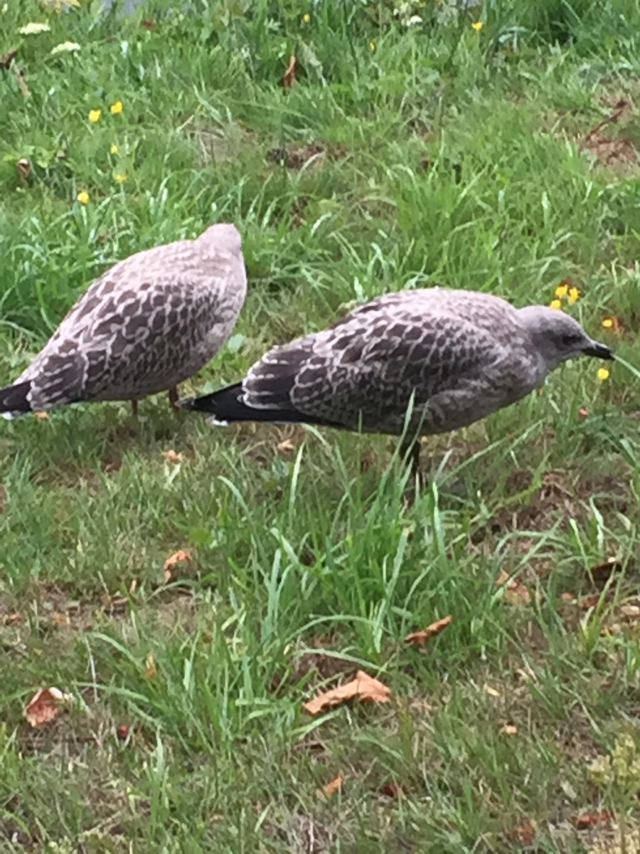 שחף אטלנטי - ML646565626